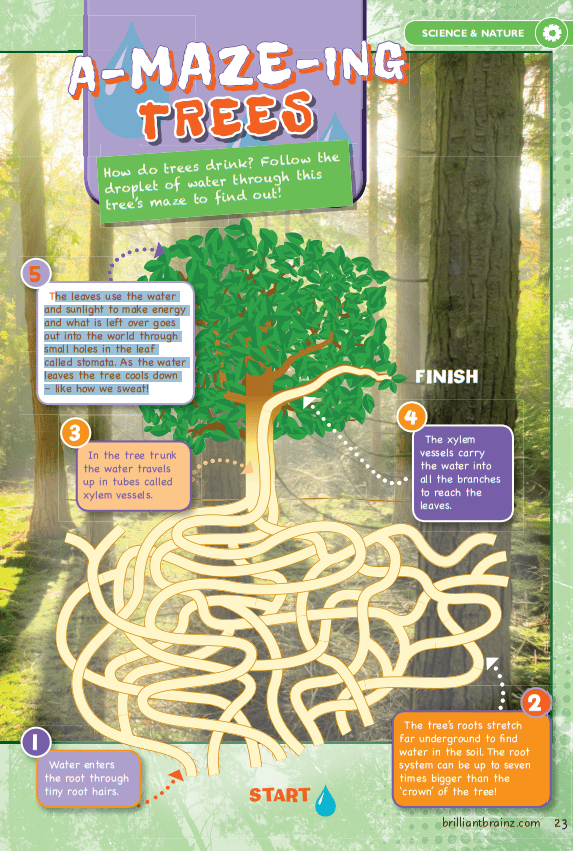 Tree facts maze