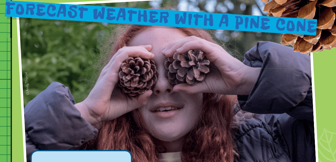 Forecast weather with tree pinecone